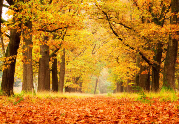 herbst